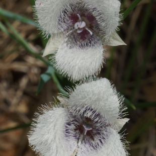 Calochortus caeruleus